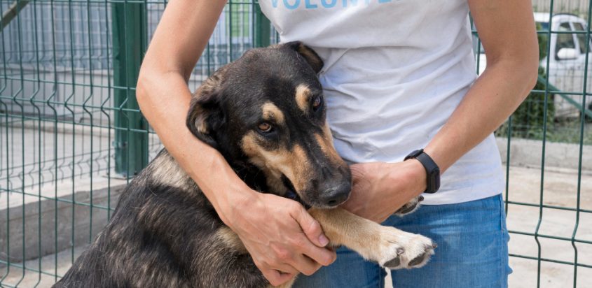 Rehabilitation and Recovery: How We Restore Hope for Injured Animals