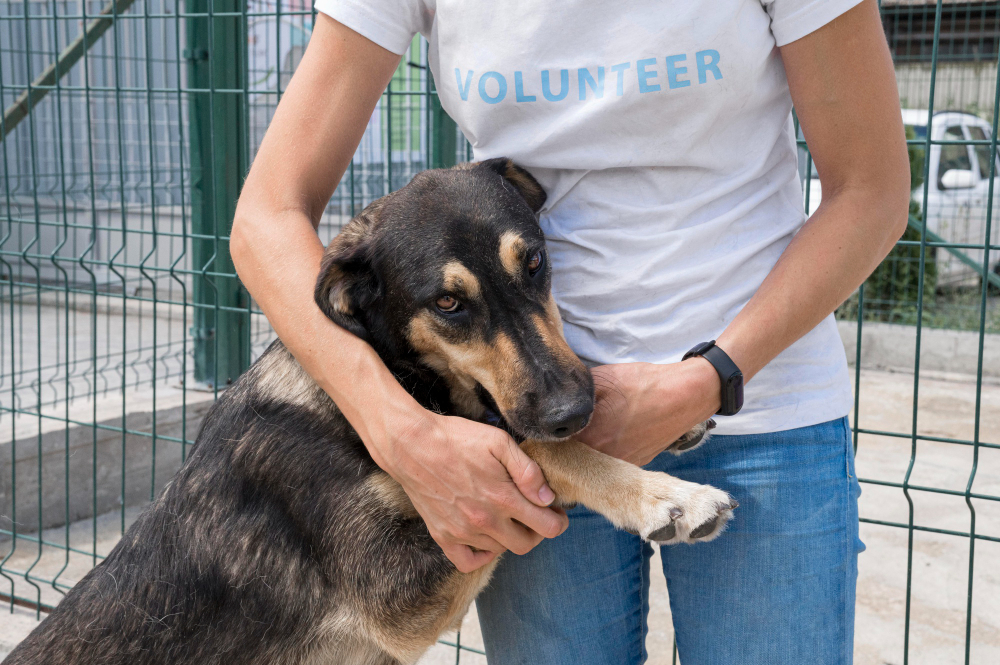 Rehabilitation and Recovery: How We Restore Hope for Injured Animals ...
